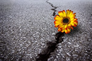 Resiliência SO 2